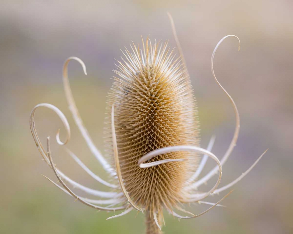 Oregon, Malheur NWR Dried teasel plant